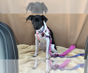 Dachshund-Unknown Mix Dogs for adoption in Mundelein, IL, USA