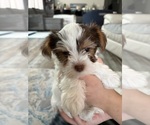 Small #1 Yorkshire Terrier