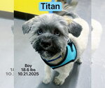 Small #3 Shih Tzu-Siberian Husky Mix
