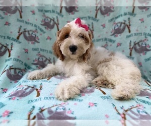 Cock-A-Poo Puppy for sale in LAKELAND, FL, USA