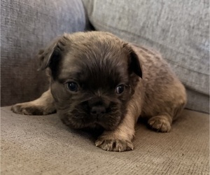 Medium French Bulldog