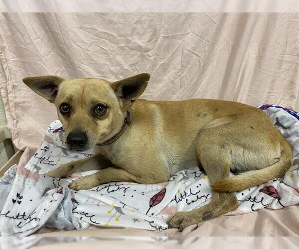 Medium Photo #1 Chihuahua-Unknown Mix Puppy For Sale in Modesto, CA, USA