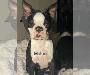 Mother of the Boston Terrier puppies born on 06/20/2025