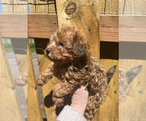 Maltipoo Puppy for sale in VENETA, OR, USA