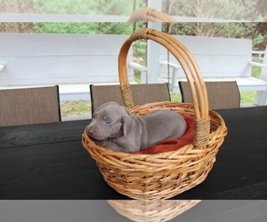 Weimaraner Puppy for Sale in QUITMAN, Texas USA