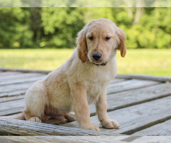 Medium Photo #3 Golden Retriever Puppy For Sale in LIBERTY, KY, USA