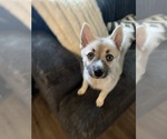 Small #92 Pomsky