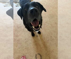 Labrador Retriever-Unknown Mix Dogs for adoption in NEWPORT NH, NH, USA