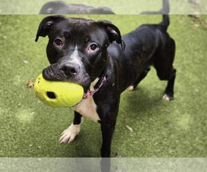 American Pit Bull Terrier-Staffordshire Bull Terrier Mix Dogs for adoption in Princeton, MN, USA