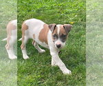 Small #6 Mutt