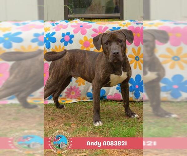 Medium Photo #2 Mutt Puppy For Sale in Mobile, AL, USA