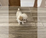 Small #11 Maltipoo