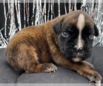 Small #1 Boxer