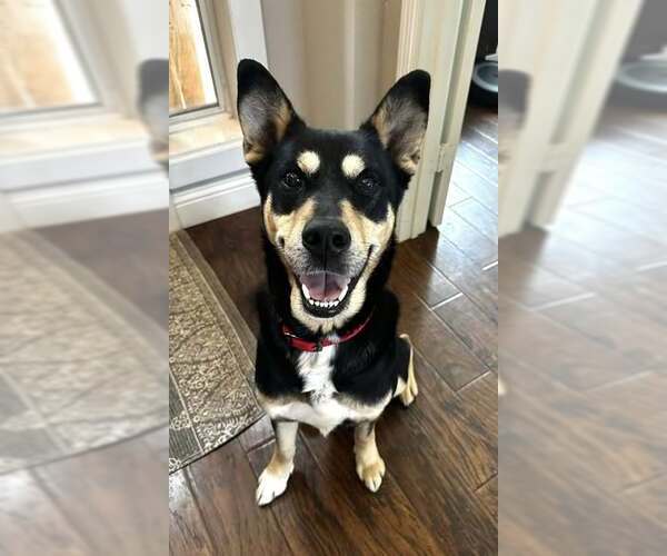 Medium Photo #6 Mutt Puppy For Sale in Rowlett, TX, USA