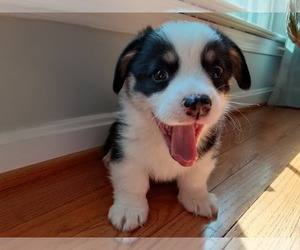 Pembroke Welsh Corgi Puppy for sale in NOKESVILLE, VA, USA