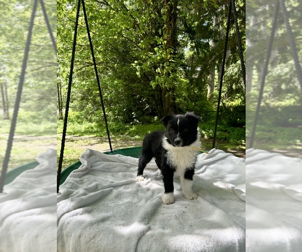 Medium Photo #2 Border-Aussie Puppy For Sale in ENUMCLAW, WA, USA