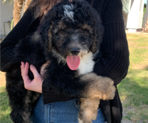 Sheepadoodle Puppy for sale in GILBERT, AZ, USA