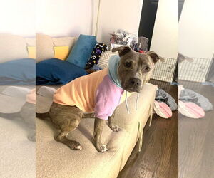 Mutt Dogs for adoption in Rockville, MD, USA