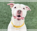 Small #2 American Staffordshire Terrier Mix