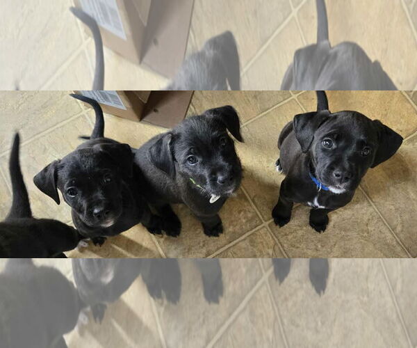 Medium Photo #4 Mutt Puppy For Sale in Minneapolis, MN, USA