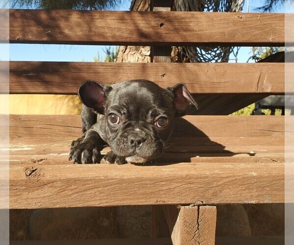 Medium Photo #6 French Bulldog Puppy For Sale in SANTA CLARITA, CA, USA