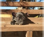 Small Photo #6 French Bulldog Puppy For Sale in SANTA CLARITA, CA, USA