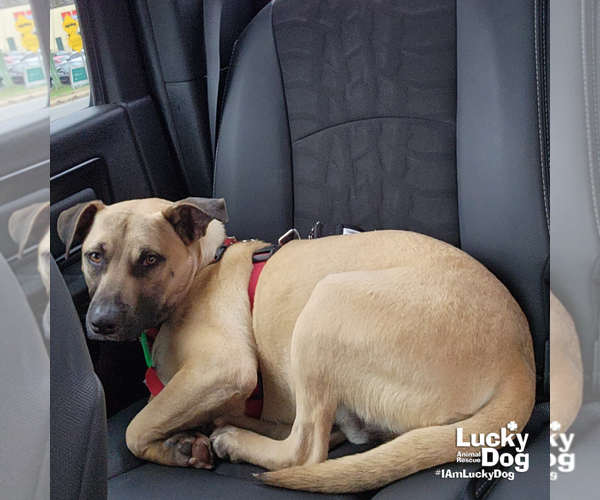 Medium Photo #4 Mutt Puppy For Sale in Washington, DC, USA