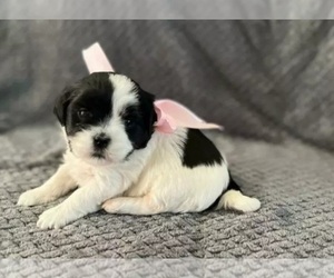Mal-Shi Puppy for sale in MONTEREY, CA, USA