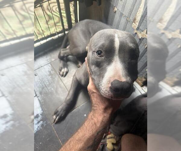 Medium Photo #1 Mutt Puppy For Sale in Camarillo, CA, USA