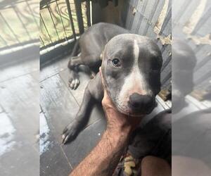 Mutt Dogs for adoption in Camarillo, CA, USA