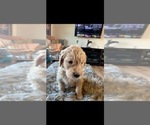Small Photo #10 Goldendoodle Puppy For Sale in RATHDRUM, ID, USA