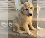 Small #1 Great Pyrenees