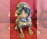 Small #1 Bernedoodle mix (+ Poodle Standard)