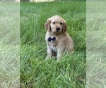 Small #8 Golden Retriever