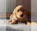 Small Photo #16 Golden Retriever Puppy For Sale in LE ROY, MN, USA