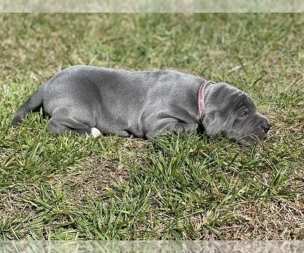 Medium Photo #20 Great Dane Puppy For Sale in PINNACLE, NC, USA