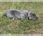 Small Photo #20 Great Dane Puppy For Sale in PINNACLE, NC, USA