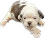 Puppy 1 Shih Tzu