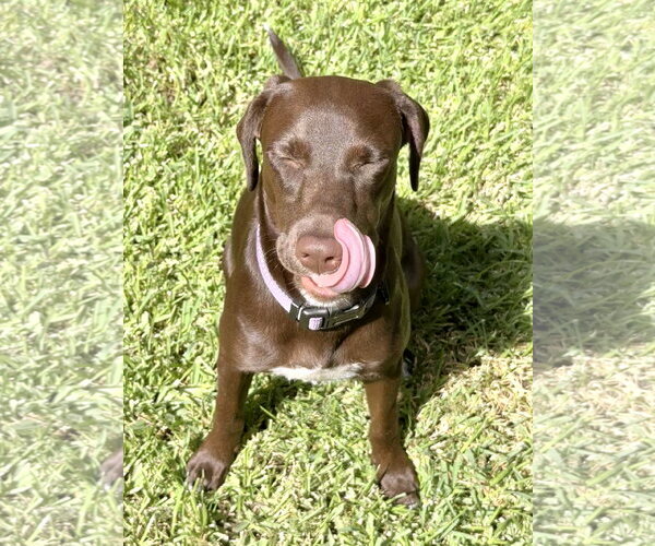 Medium Photo #6 German Shorthaired Lab Puppy For Sale in Fort Worth, TX, USA