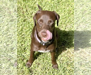Savannah - Female German Shorthaired Lab Dog for Adoption - Photo #6
