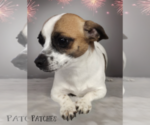 Chihuahua-Unknown Mix Dogs for adoption in Phelan, CA, USA