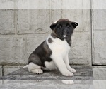 Image preview for Ad Listing. Nickname: Mia