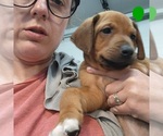 Puppy Dark Green Pup Rhodesian Ridgeback