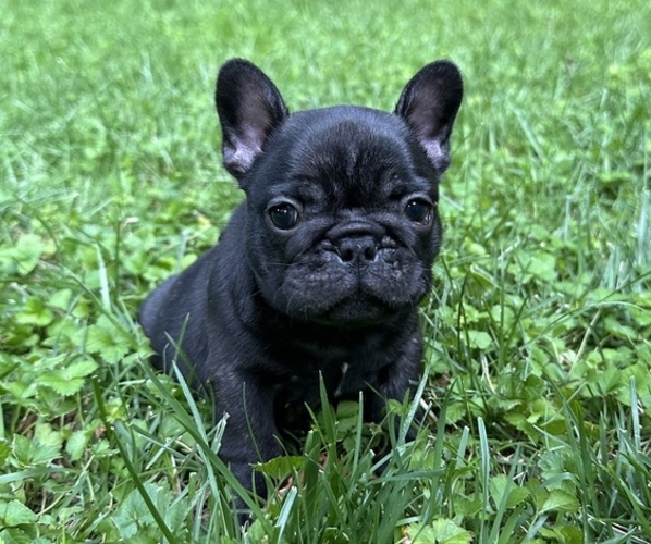 Medium Photo #1 French Bulldog Puppy For Sale in LEWISVILLE, NC, USA