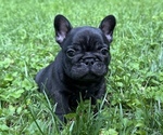 Puppy 1 French Bulldog