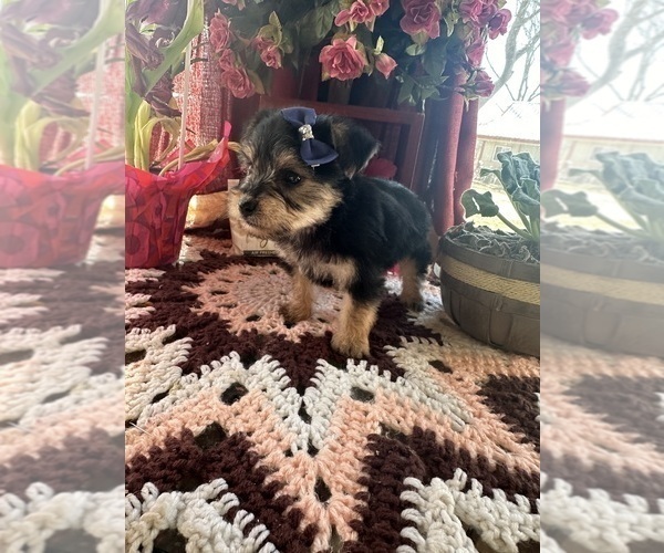 Medium Photo #5 YorkiePoo Puppy For Sale in BARNETT, MO, USA