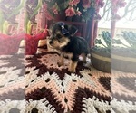Small Photo #5 YorkiePoo Puppy For Sale in BARNETT, MO, USA