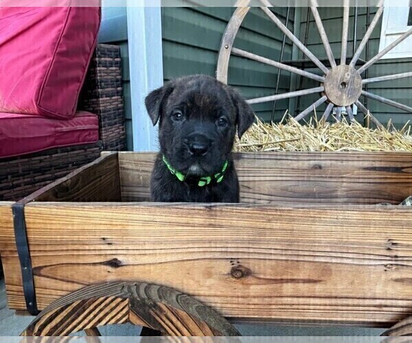 Medium Photo #9 Rotticorso Puppy For Sale in REEVESVILLE, SC, USA