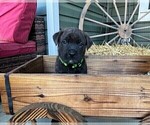 Small Photo #9 Rotticorso Puppy For Sale in REEVESVILLE, SC, USA
