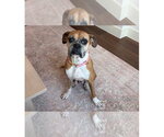 Small #4 Boxer